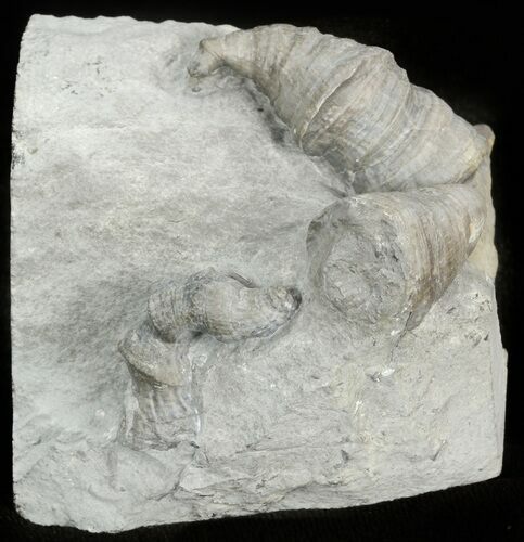 Devonian Horn Coral Cluster - New York #44617